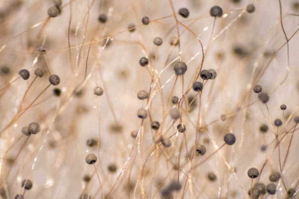 Formedium range of growth media used for Agricultural and fungal research